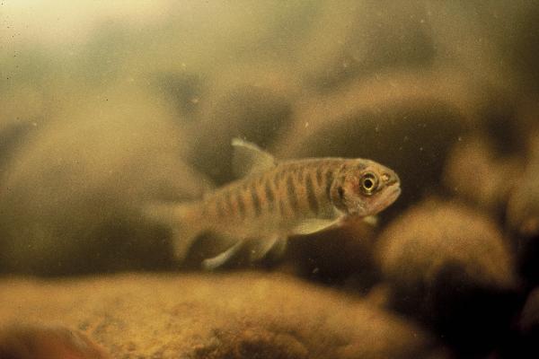 Photo of Oncorhynchus kisutch by Mike Pearson